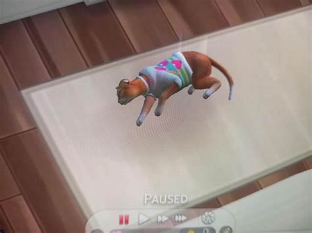 The Heartbreaking Death of Nikki Catsource: a Tribute to a Beloved Feline Advocate